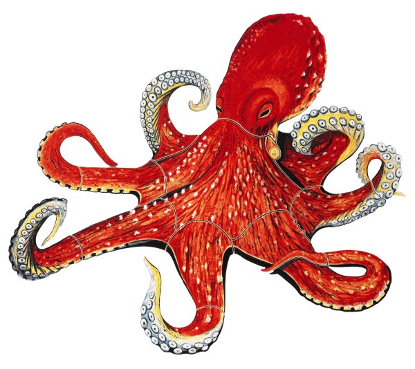 Рыбки и Осьминожки