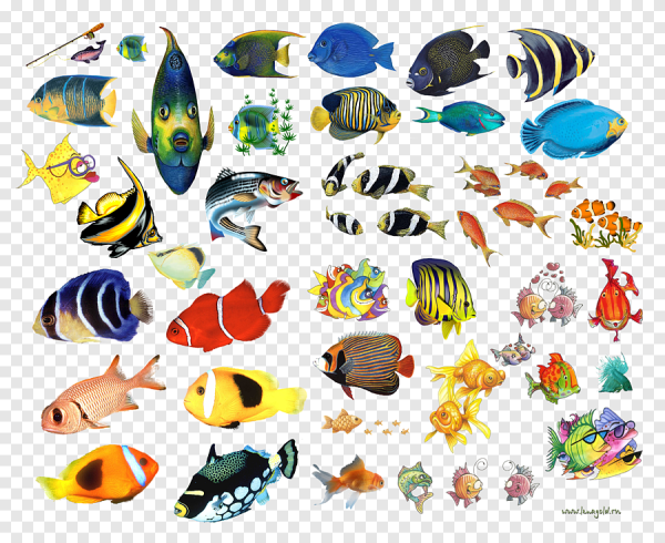 Скетч морские обитатели