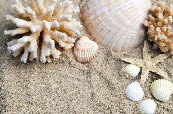 Ракушки на песке