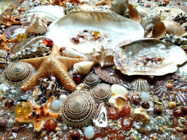 Ракушки на песке