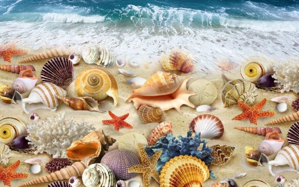 Морская звезда и ракушки