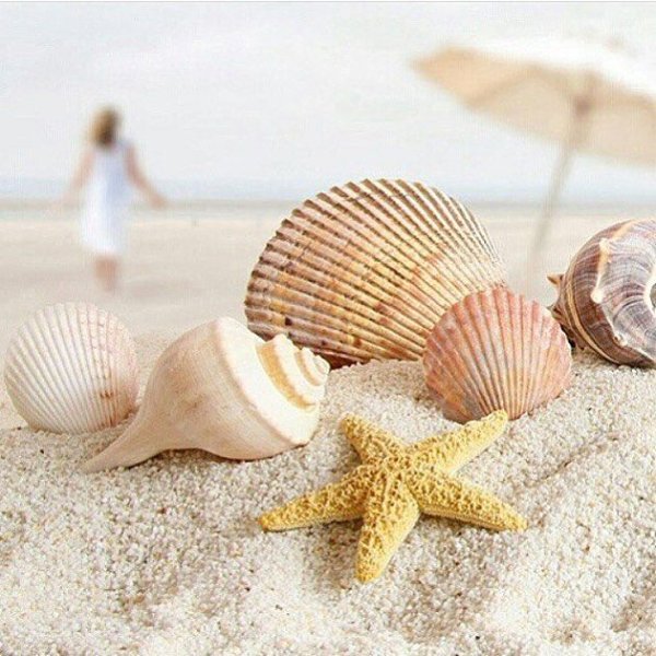 Море ракушки