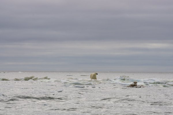 Остров белый в Карском море