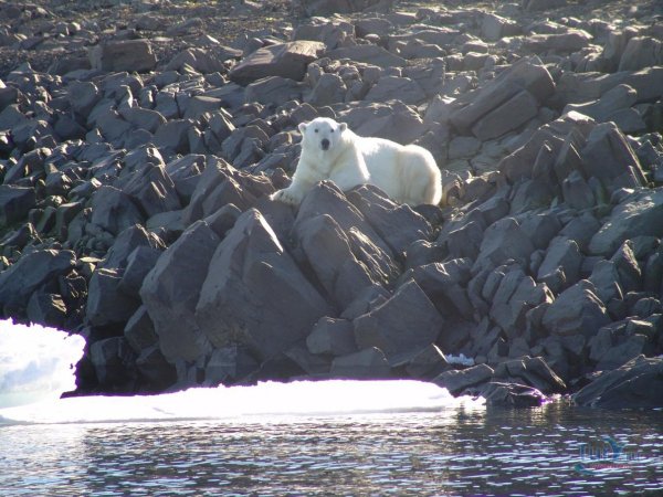 Остров Белуха в Карском море