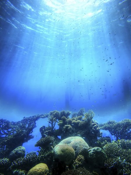 Коралловые рифы Тихого океана