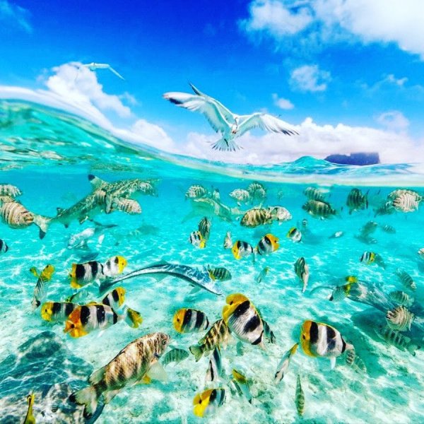 Подводный мир акулы