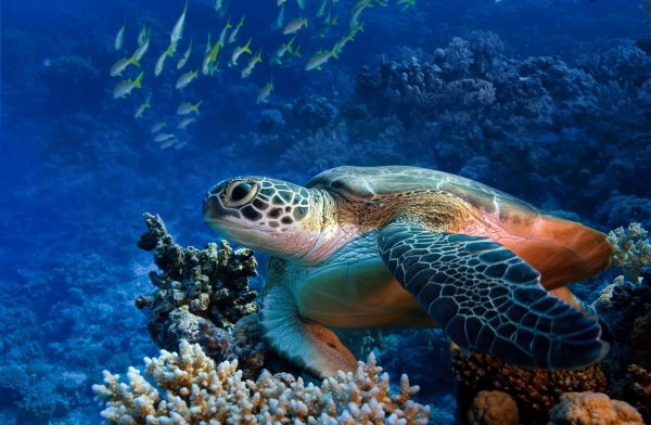 Дельфин афалин Окинава