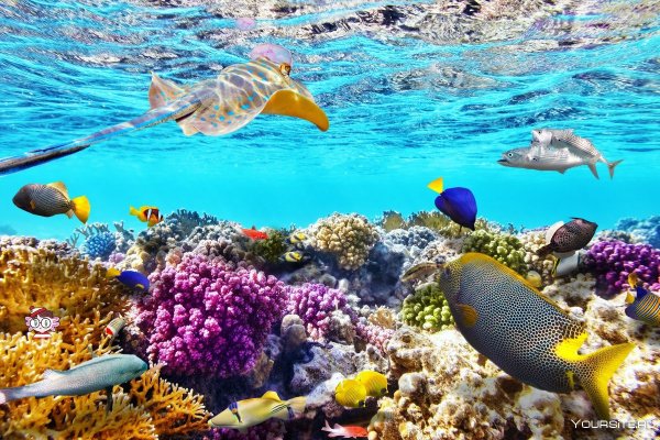 Шарм-Эль-Шейх море