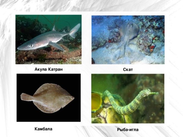 А бетатили чёрного море