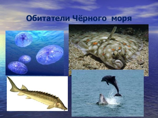 А бетатили чёрного море