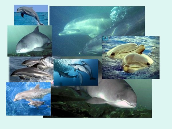 Черное море обитатели моря