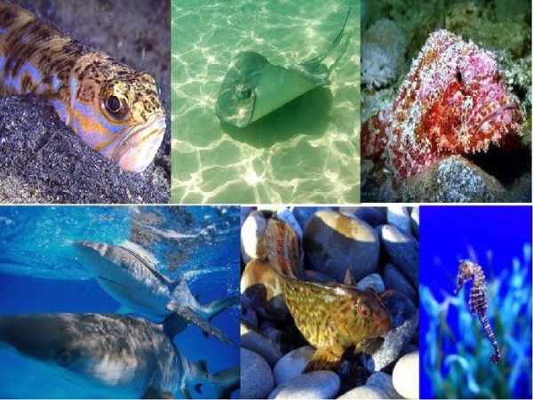 Обитатели чёрного моря обитатели чёрного моря