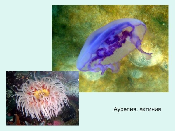 Аурелия актиния