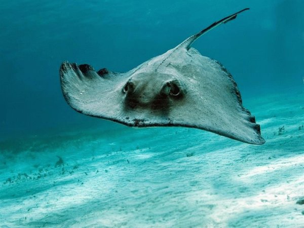 Черное море обитатели моря