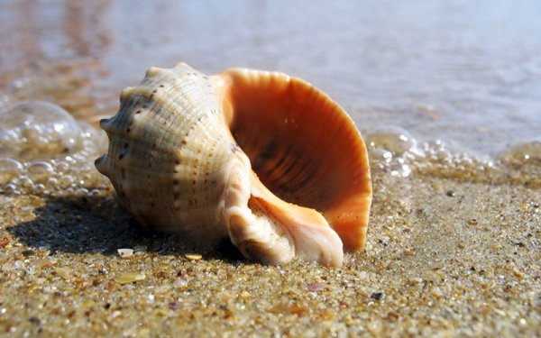 Рапана моллюск Черноморская