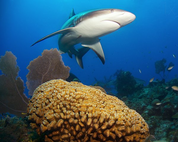 Обитатели черного моря