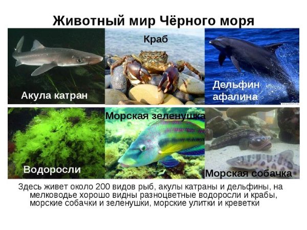 Животный мир черного моря