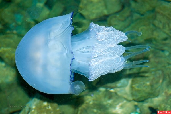 Медуза корнерот (Rhizostoma Pulmo)