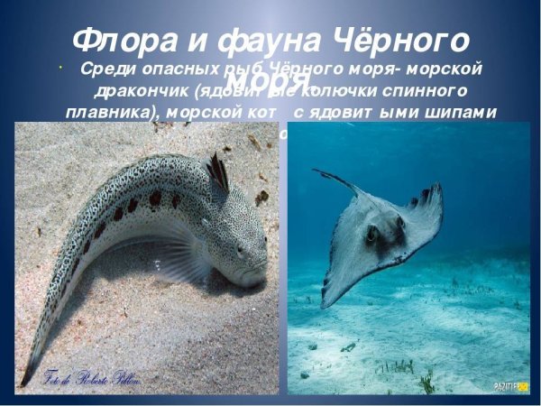 Животный мир черного моря