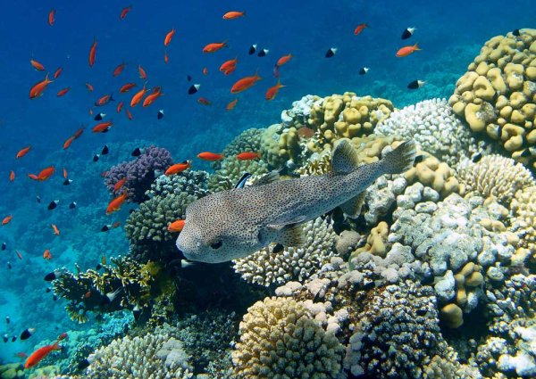 Каспийское море фауна Каспийского моря