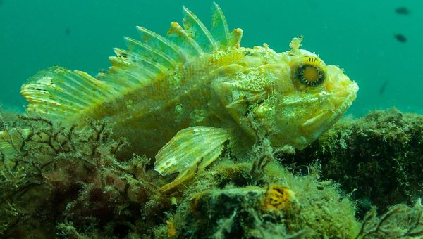 Подводный мир черного моря