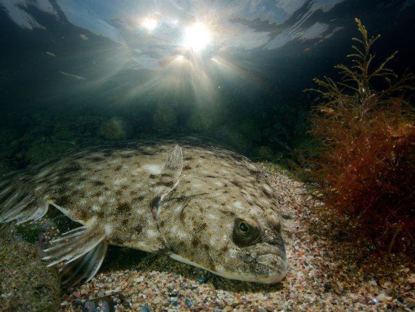 Камбала Черноморская
