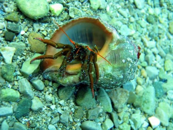 Обитатели дна черного моря