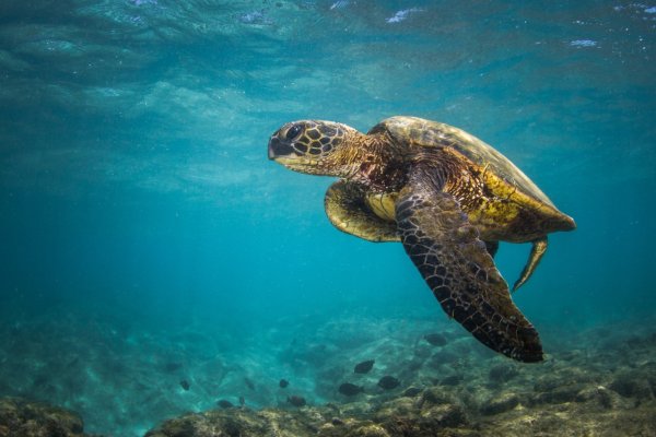 Черное море обитатели моря