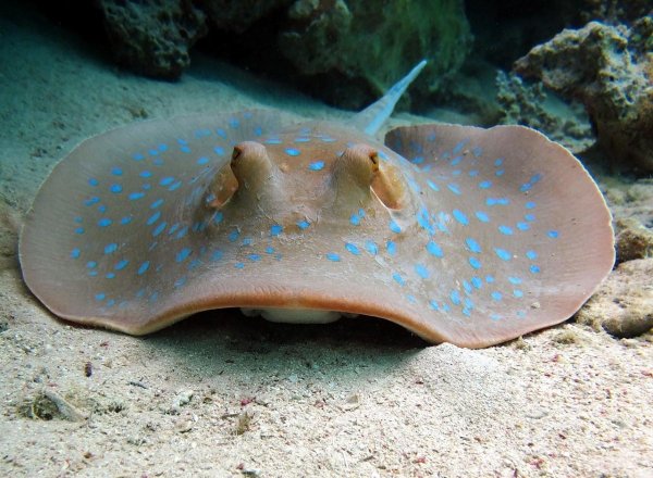 Скат-хвостокол в Азовском море