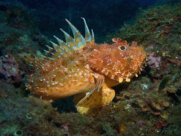 Морской Ерш скорпена