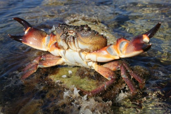 Животные черного моря 4 класс