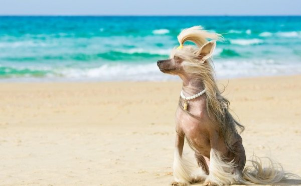 Животные моря