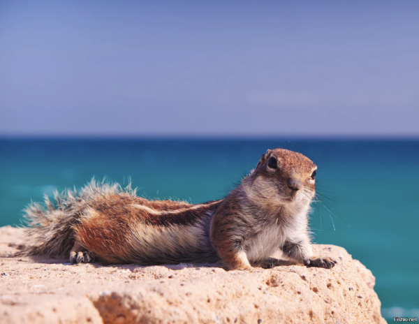 Белка на отдыхе