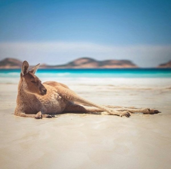 Кенгуру на пляже в Австралии