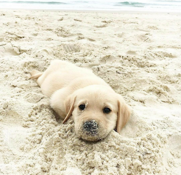 Собака на море