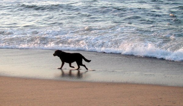 Собака на берегу моря