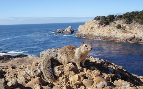 Животные моря