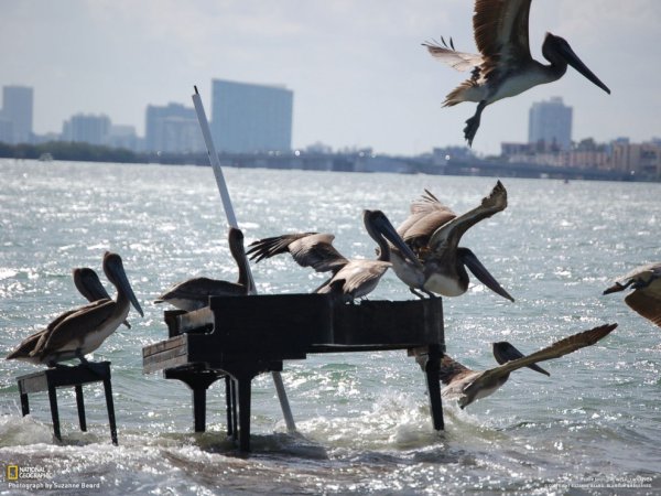 Рояль и дождь