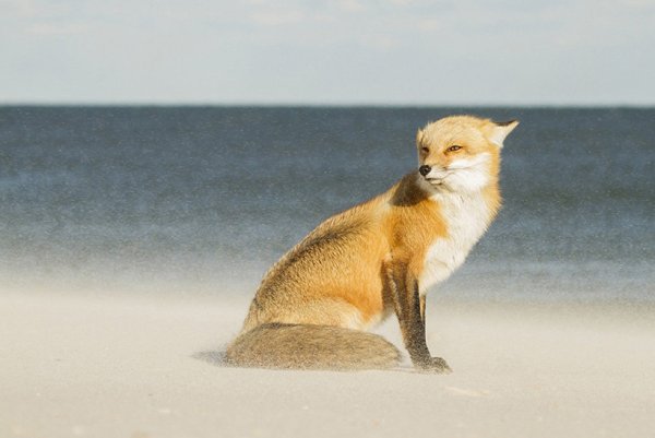 Лисичка на море