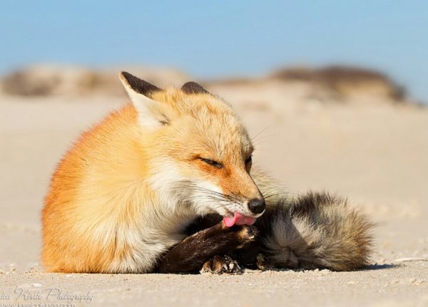 Фото лисы на море