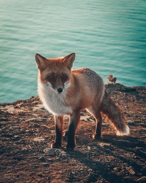 Лисы на море