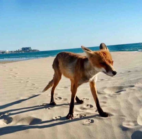 Лисичка на море