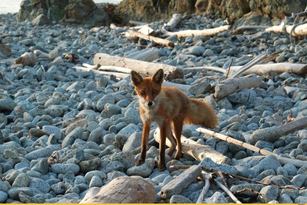 Морская лиса