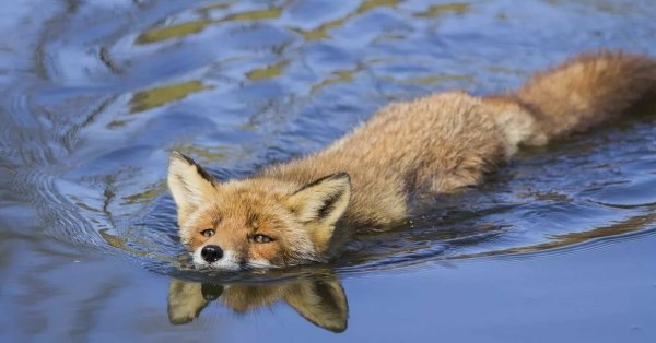 Лиса плавает
