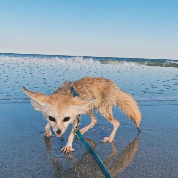 Лиса плавает