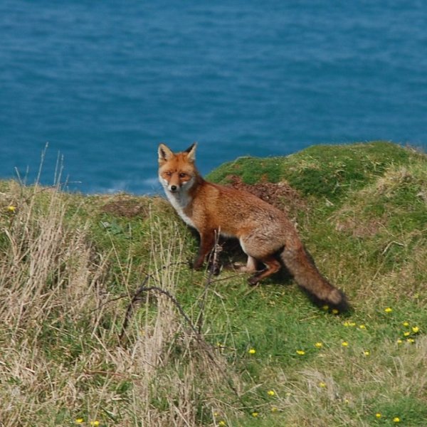 Лиса на Байкале