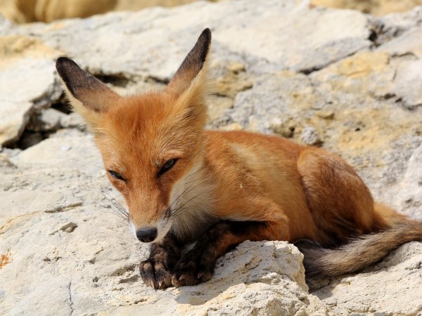 Лисица Крыма