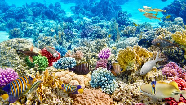 Риф красного моря высокое разрешение