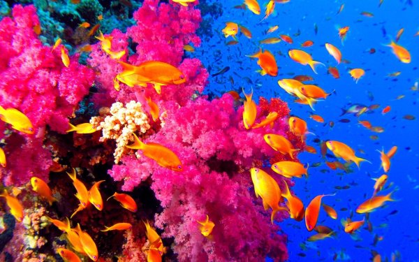 Коралловые рифы красного моря