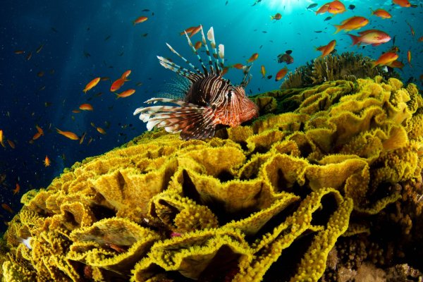 Риф подводный красное море